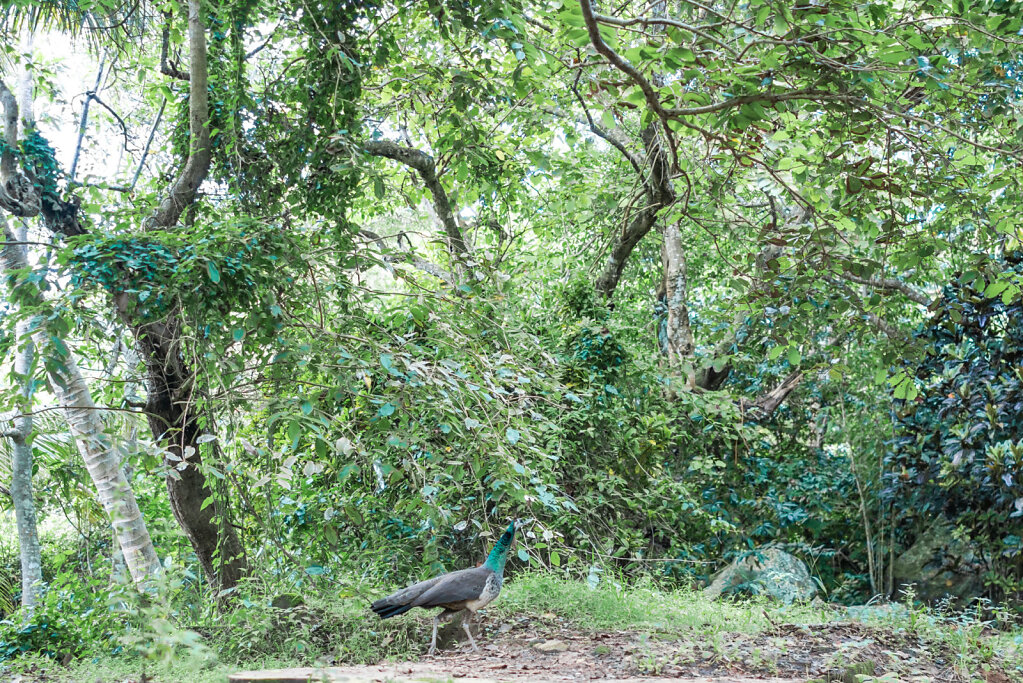 181205-RX1-1654-LKA05871-EDIT.jpg