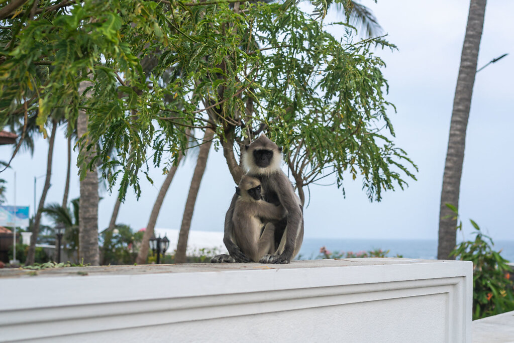 181217-RX1-1700-LKA7000-EDIT.jpg