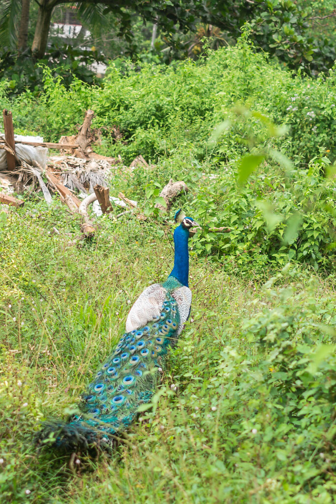 181218-RX1-1523-LKA7102-EDIT.jpg