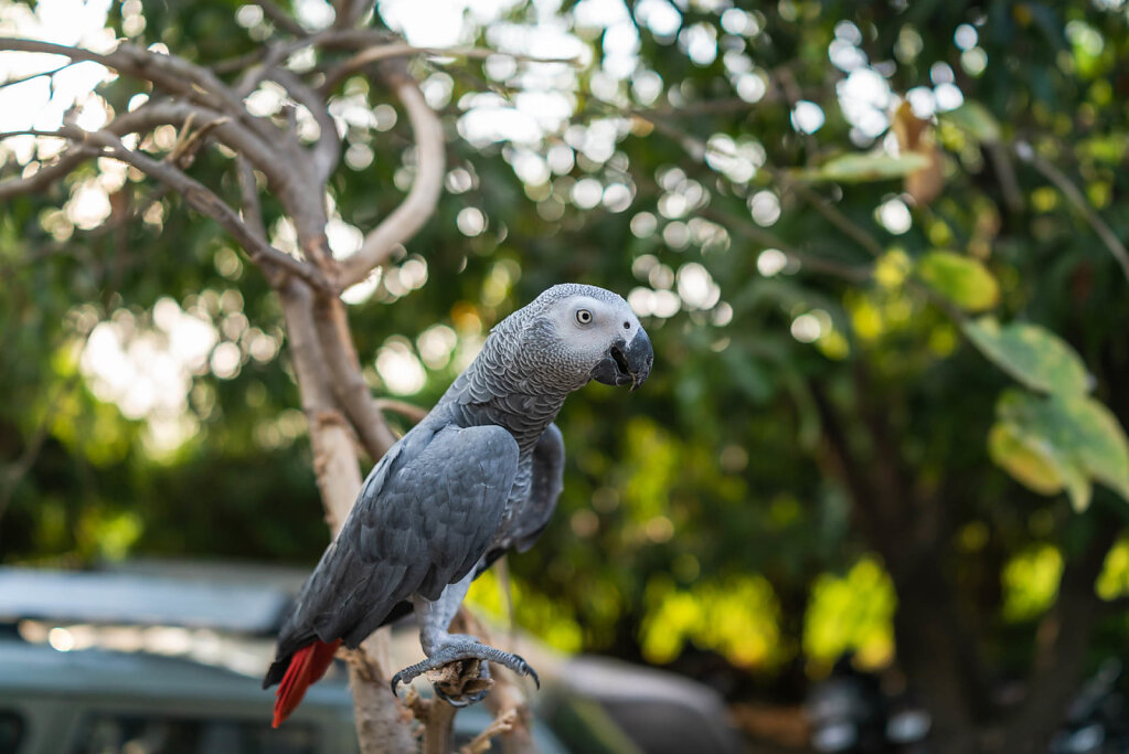 190321-RX1-1709-IND0616-EDIT.jpg