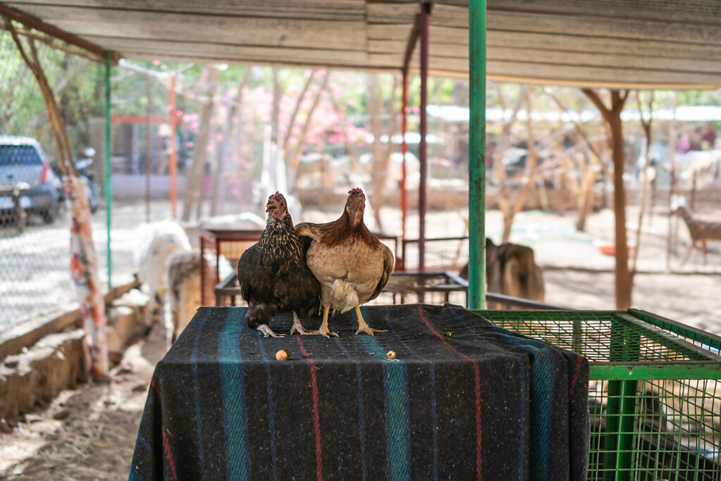 190411-RX1-1601-IND2699-EDIT.jpg