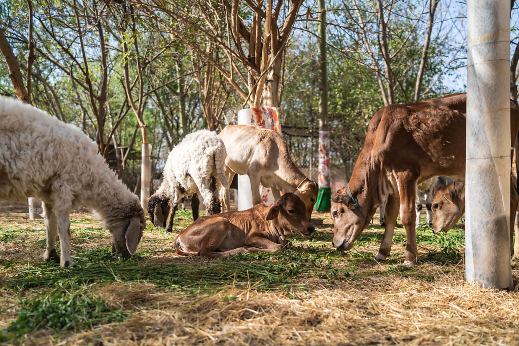 190411-RX1-1615-IND2715-EDIT.jpg