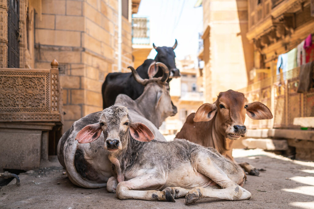 190421-RX1-1341-IND4554-EDIT.jpg