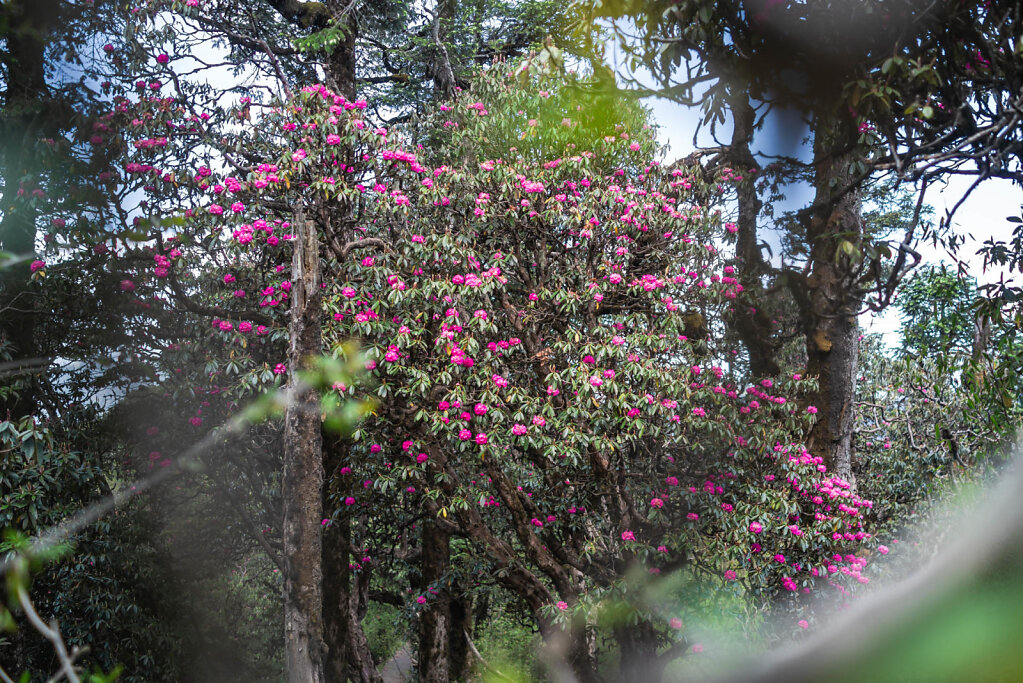 190518-RX1-0909-NPL6417-EDIT.jpg
