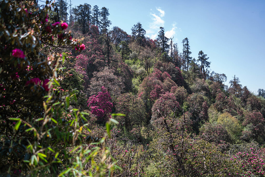 190518-RX1-0931-NPL6457-EDIT.jpg