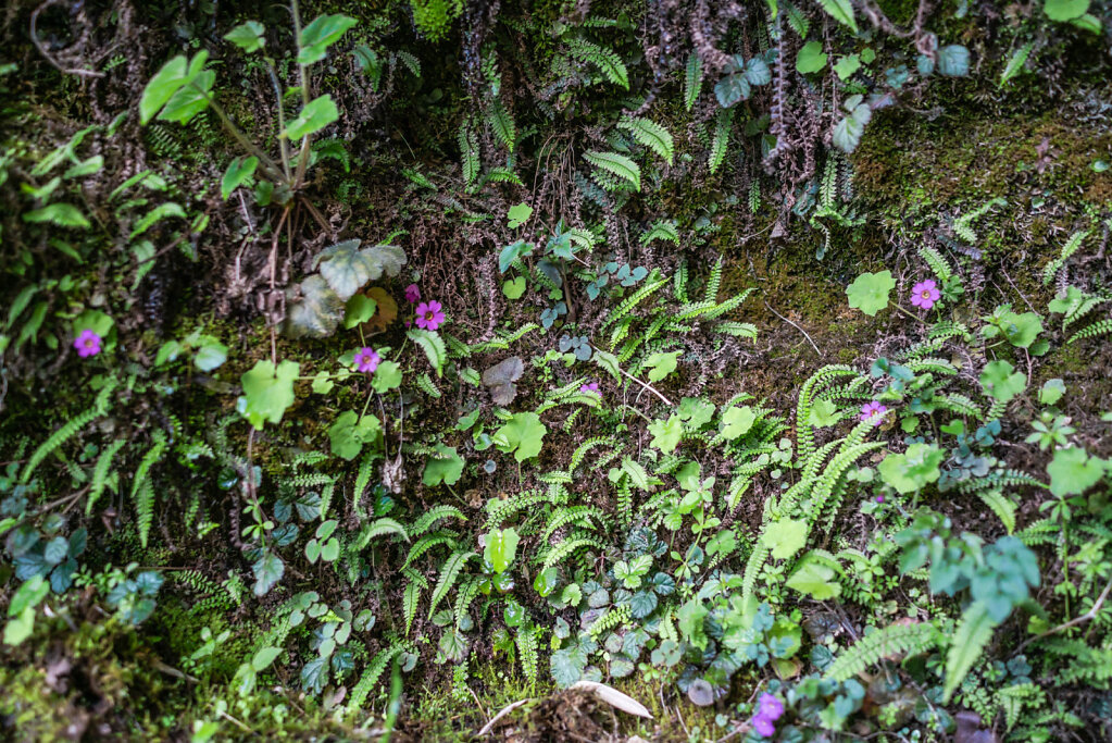 190518-RX1-1032-NPL6507-EDIT.jpg