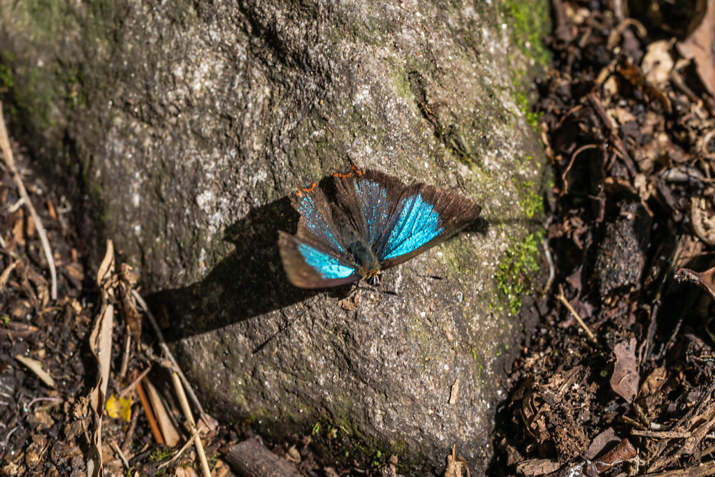 190520-RX1-0817-NPL7013-EDIT.jpg