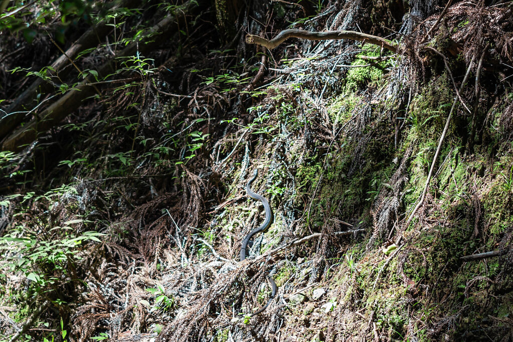 190907-RX1-1010-JPN6525-EDIT.jpg